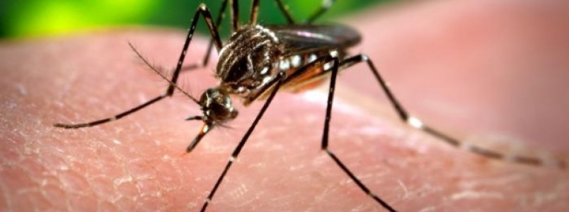 At tinta vira arma para combater Aedes aegypti